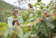 牙买加蓝山咖啡豆等级分类知识简介  蓝山咖啡豆是什么品种介绍