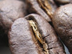 咖啡三大原生种 利比里亚种罗布斯塔种阿拉比卡种