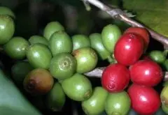 咖啡豆咖啡浆果 采摘-浆果处理-晾晒