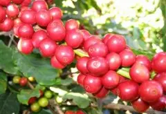 咖啡鲜果如何处理成咖啡生豆？