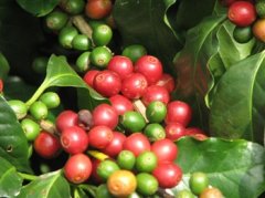 云南咖啡初加工技术要求（阿拉比卡种）