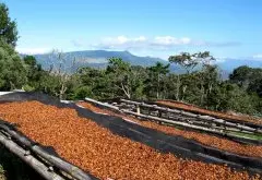 世界各国咖啡豆种类 咖啡基础常识