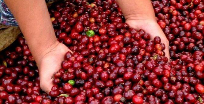 主要咖啡品种在不同国家和地区产区的风味表现特点图