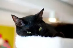 猫奴天堂！日本开全球首家黑猫咖啡馆