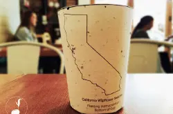 可种植的杯子 让用过的咖啡纸杯，成为一棵树