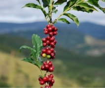 精品咖啡基础常识 咖啡树的特性