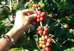 咖啡产地尼加拉瓜 世界上位居前列