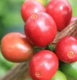 外眼看云南咖啡：云南咖啡种植产区介绍 云南普洱咖啡豆是什么品种风味