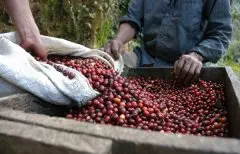咖啡豆生产在哪些地域？ 咖啡带