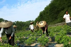 云南推广种植咖啡 经济效益可观