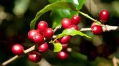 产地不同是影响咖啡口味的要素 关键的是咖啡豆的不同