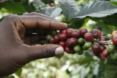 优质咖啡生产国肯尼亚 肯尼亚咖啡现状