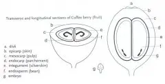 咖啡豆“公母”如何区分？ 咖啡公豆咖啡母豆