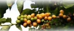 美国夏威夷咖啡 美国唯一一个生产咖啡的州