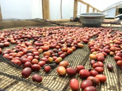 印尼咖啡豆品种与湿刨法