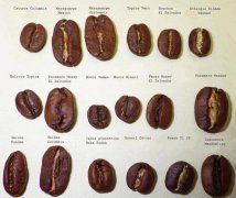咖啡瑕疵豆分级的标准 一些关键概念和术语