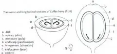 咖啡烘焙师培训教学总结 熟豆的转化率