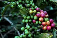 咖啡豆品牌都来自于哪些地区？ 好的咖啡豆要注重其产区