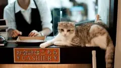 日本的猫咪咖啡店