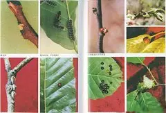 咖啡种植常见的病虫和防治方法 咖啡基础常识