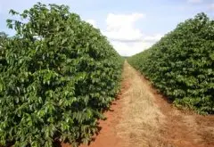 咖啡栽培技术 培育咖啡壮苗的技术