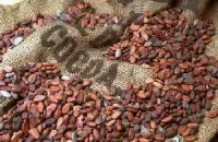 云南小粒种咖啡品种是阿拉比卡吗 云南临沧咖啡产区介绍