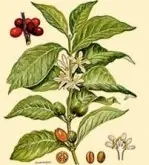 咖啡豆豆的一家 全世界的咖啡属植物大约有60多种