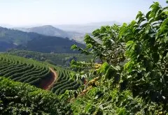 美丽的巴西精品咖啡庄园 咖啡豆庄园探索
