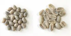 咖啡豆分公母吗？ 咖啡豆为什么会有公豆？