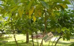 咖啡树的产地 咖啡树种植在哪些国家？