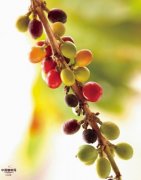 咖啡树特性 咖啡树种植的要求