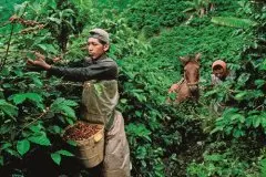 埃塞俄比亚咖啡耶加雪菲产区海拔处理方式风味特点