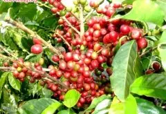 咖啡豆的基础知识咖啡三大品种阿拉比卡、罗布斯塔与利比里卡介绍
