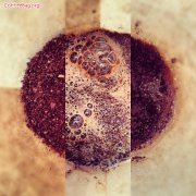 咖啡豆的成分分析 一颗咖啡豆里含有哪些成分？