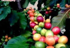 咖啡的品种  阿拉比卡罗布斯塔卢贝比卡