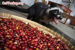 亚洲善待动物组并发起停售及停饮猫屎咖啡的行动 香港率先响应