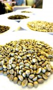 咖啡豆介绍 默拉皮火山造就优质咖啡