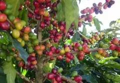 咖啡树种植|一棵咖啡树一年结几次果 一亩咖啡树产多少斤