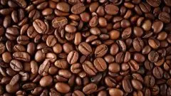 咖啡豆的采摘 咖啡豆是咖啡树结的籽