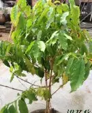 盆栽咖啡树 咖啡树种植方法 养护要点 注意事项