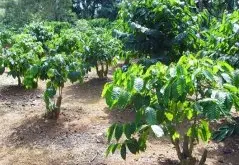 了解咖啡树及其种植条件 咖啡树种植
