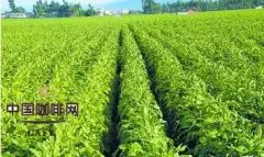 云南拥有发展优质咖啡产业的地理气候优势