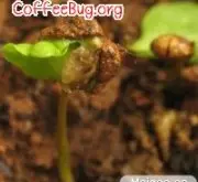 咖啡的栽培过程 咖啡要以带着内果皮的种子种植？