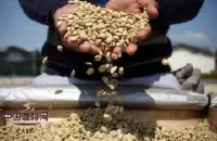 阿拉比卡与罗布斯塔的不同 咖啡豆的区别在哪里？