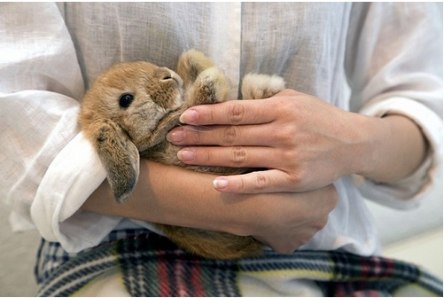 兔子咖啡店 能和小动物亲密接触的咖啡店