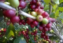 危地马拉咖啡 酸味较强的品种之一