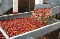咖啡豆水洗处理方式特点介绍 巴西水洗咖啡豆风味口感描述