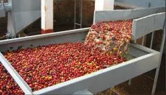 咖啡豆水洗处理方式特点介绍 巴西水洗咖啡豆风味口感描述