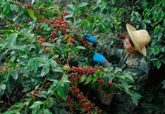 云南小粒咖啡的品质如何？ 云南咖啡 种植 加工制作烘焙 单品咖啡