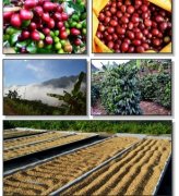 蓝珀“庄园咖啡”是怎样炼成的 高品质 蓝山 云南 咖啡种植 咖啡